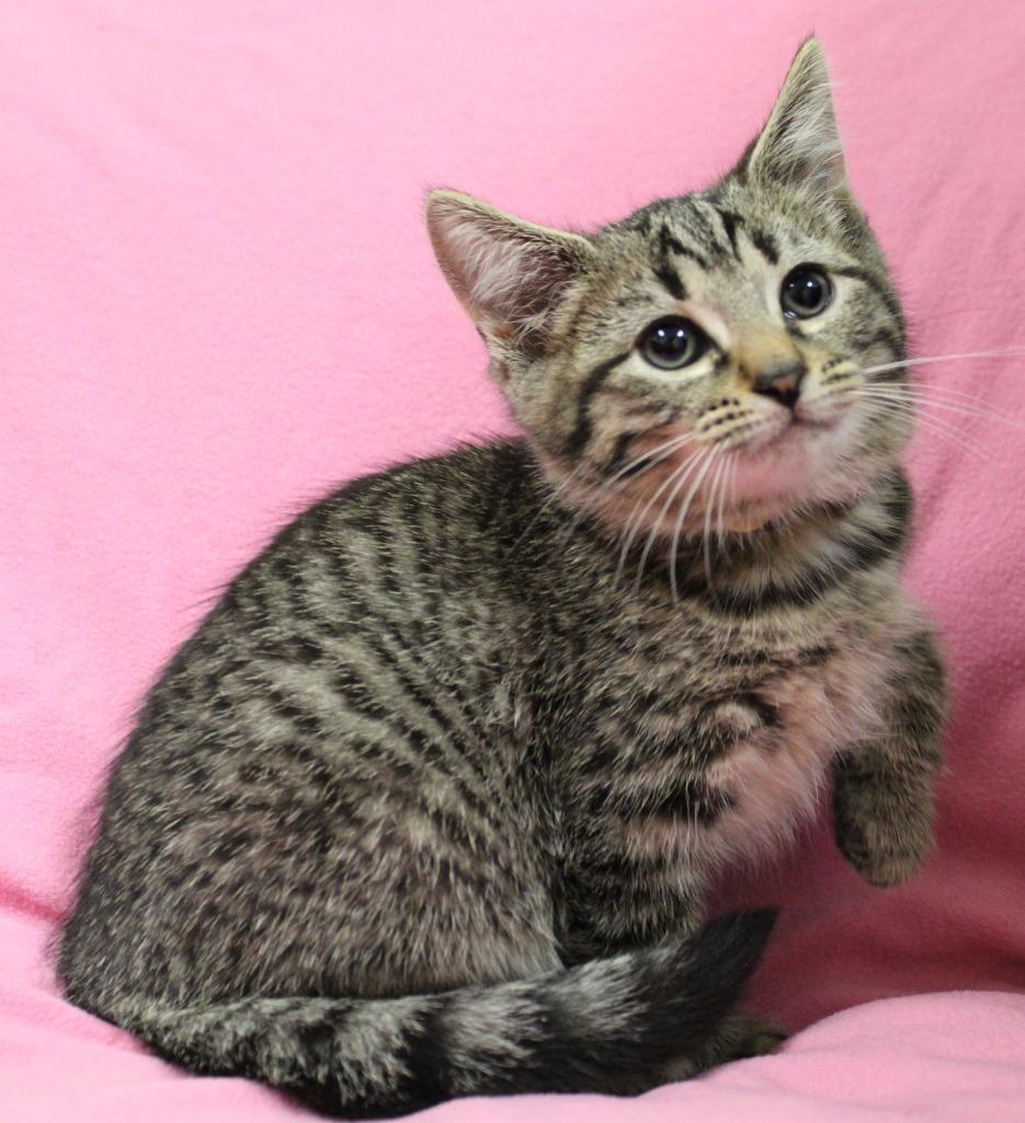 Macchiato thumbnail 4