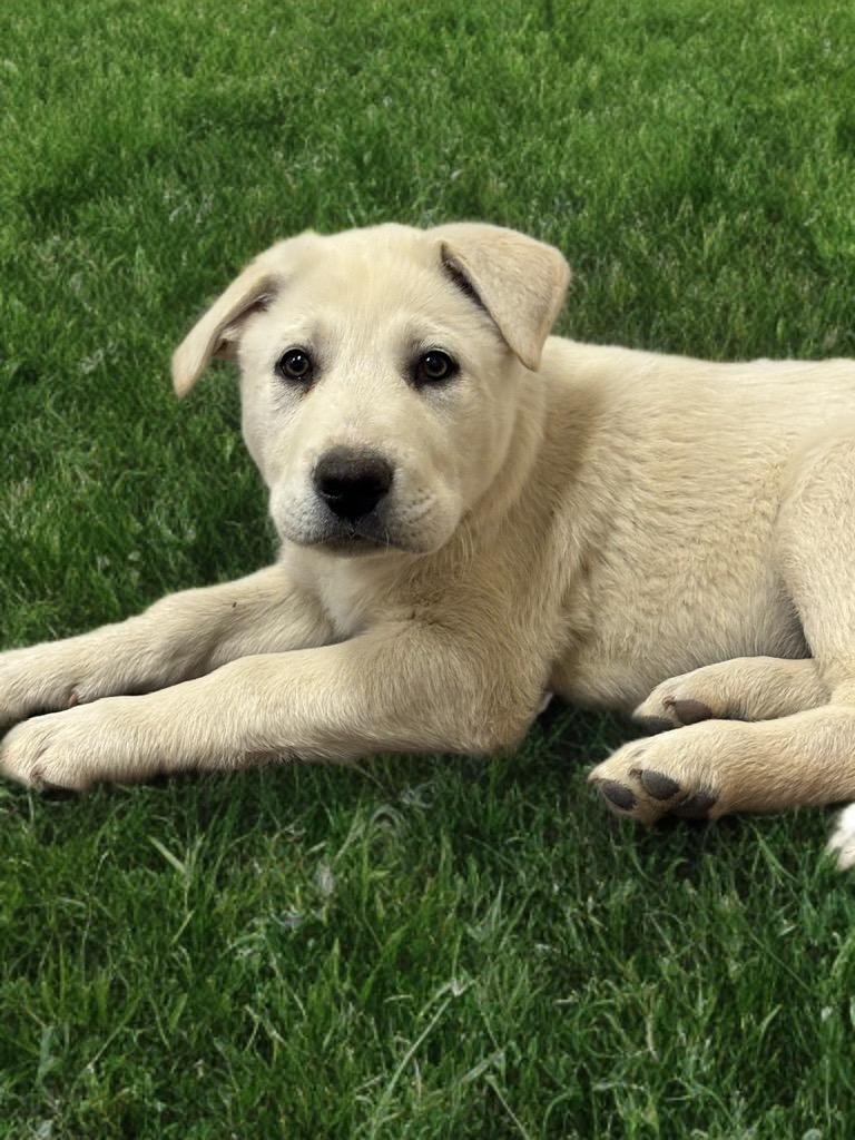 Jasper, Adopted, Puppy Male Labrador Retriever.