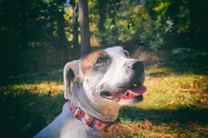 Morgan (in foster) — thumbnail 2