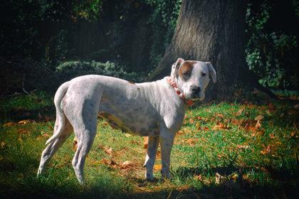 Morgan (in foster) — thumbnail 5