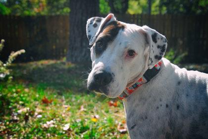 Enlarge Morgan (in foster), a Adoptable Mixed Breed in Atlanta, GA image 6/6