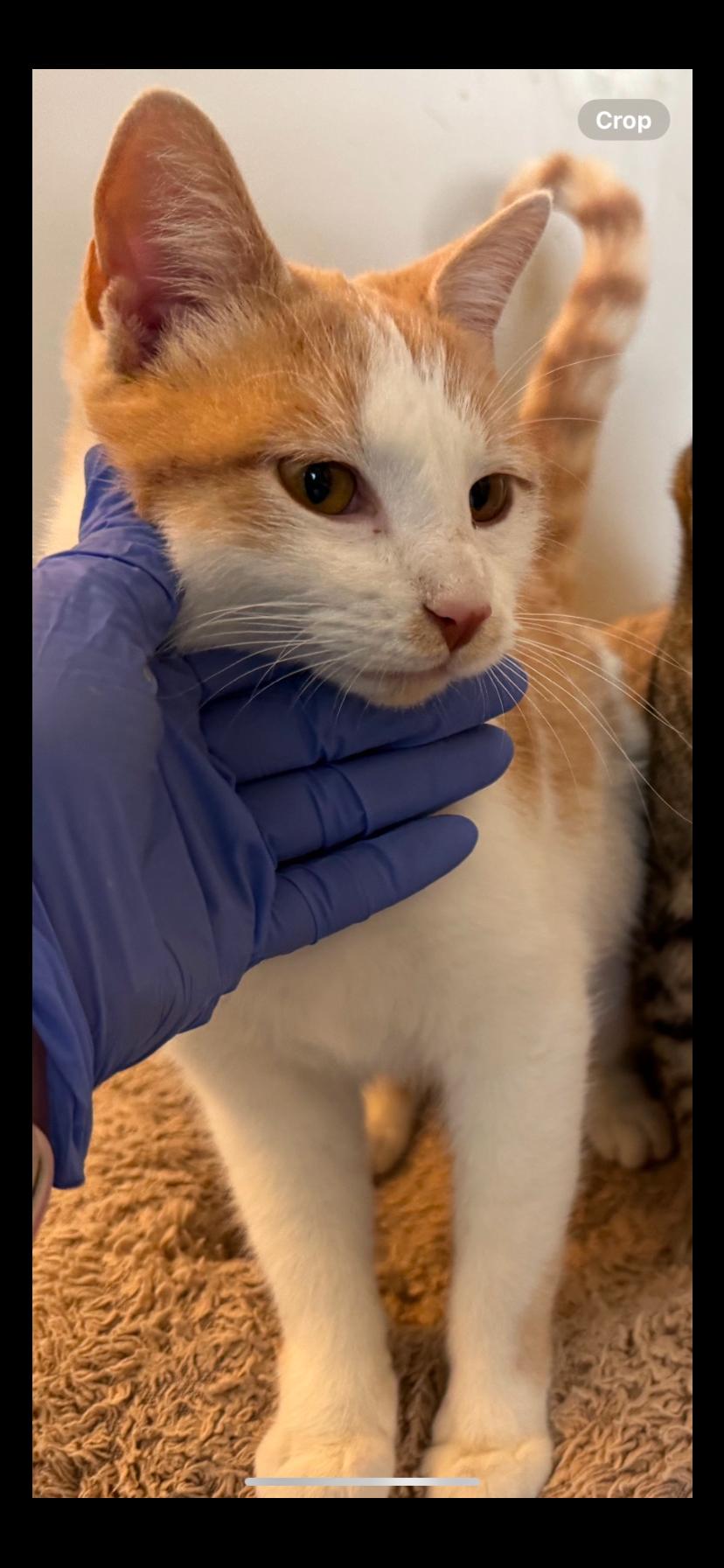 Enlarge Fanta, a Adoptable Domestic Short Hair in Kansas City, MO image 1/1