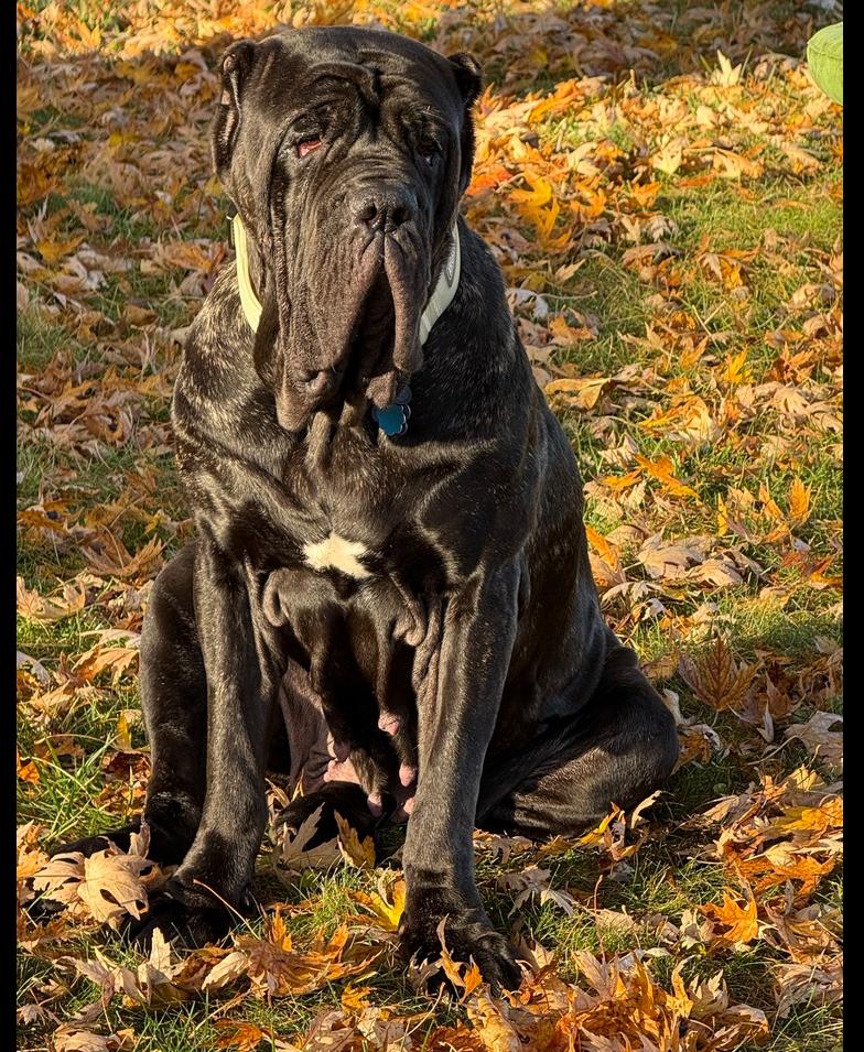 Enlarge Delilah, a Adoptable Neapolitan Mastiff in Oswego, IL image 1/6