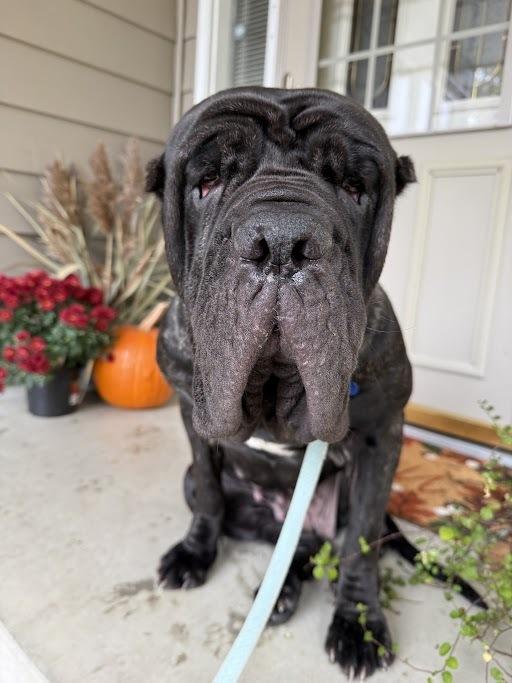 Enlarge Delilah, a Adoptable Neapolitan Mastiff in Oswego, IL image 2/6