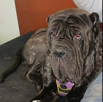 Enlarge Delilah, a Adoptable Neapolitan Mastiff in Oswego, IL image 3/6