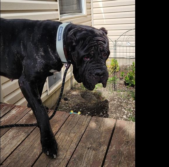 Enlarge Delilah, a Adoptable Neapolitan Mastiff in Oswego, IL image 6/6