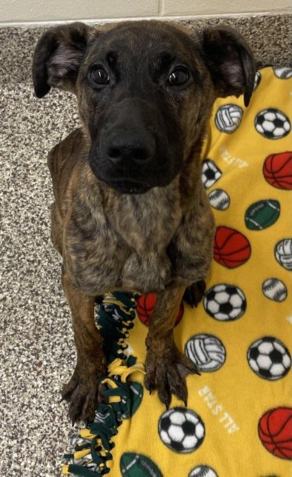 Shaggy, Adoptable, Young Male Mixed Breed & Mixed Breed.