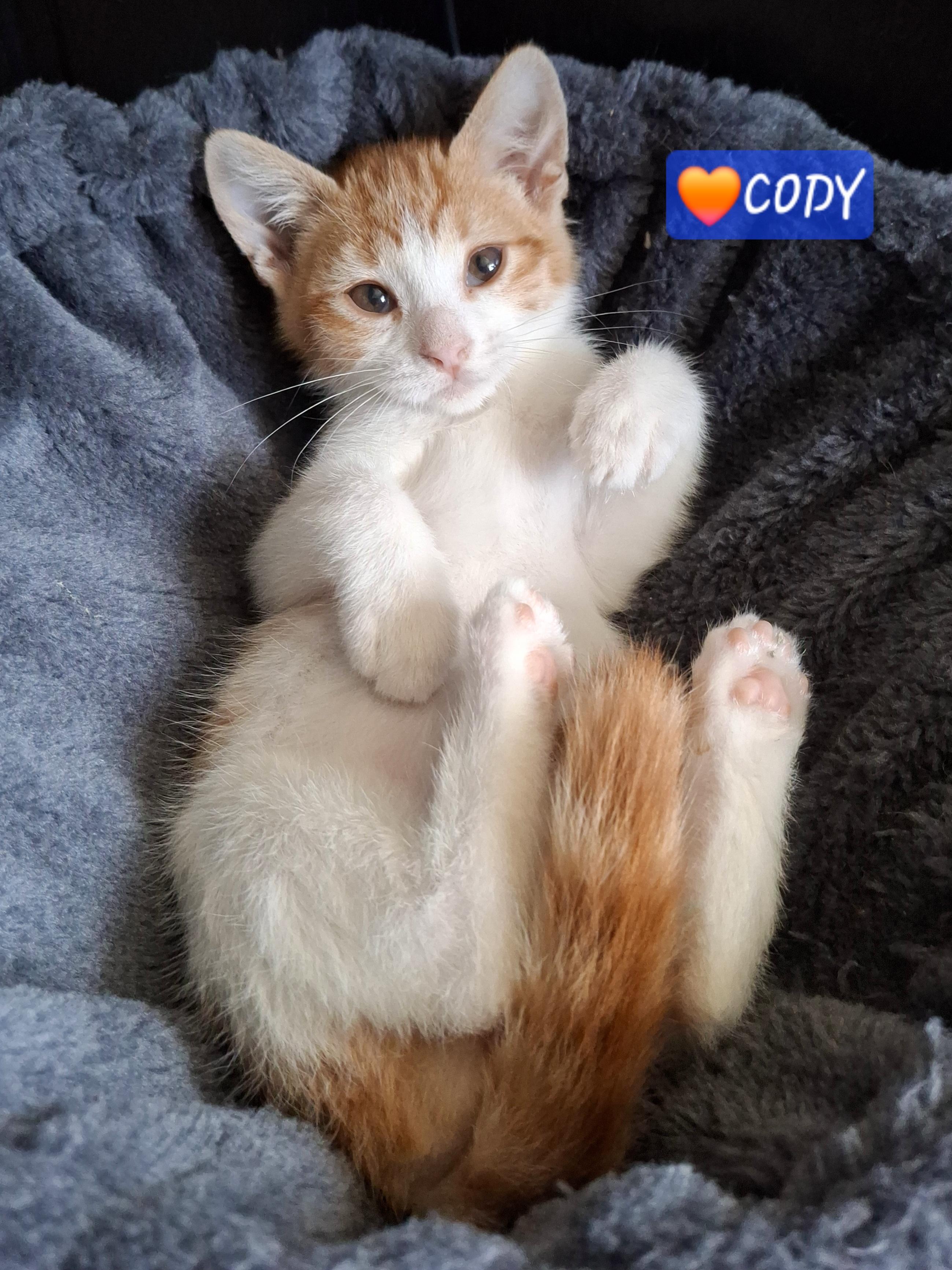 Cody, Adoptable, Kitten Male Tabby & Domestic Short Hair.