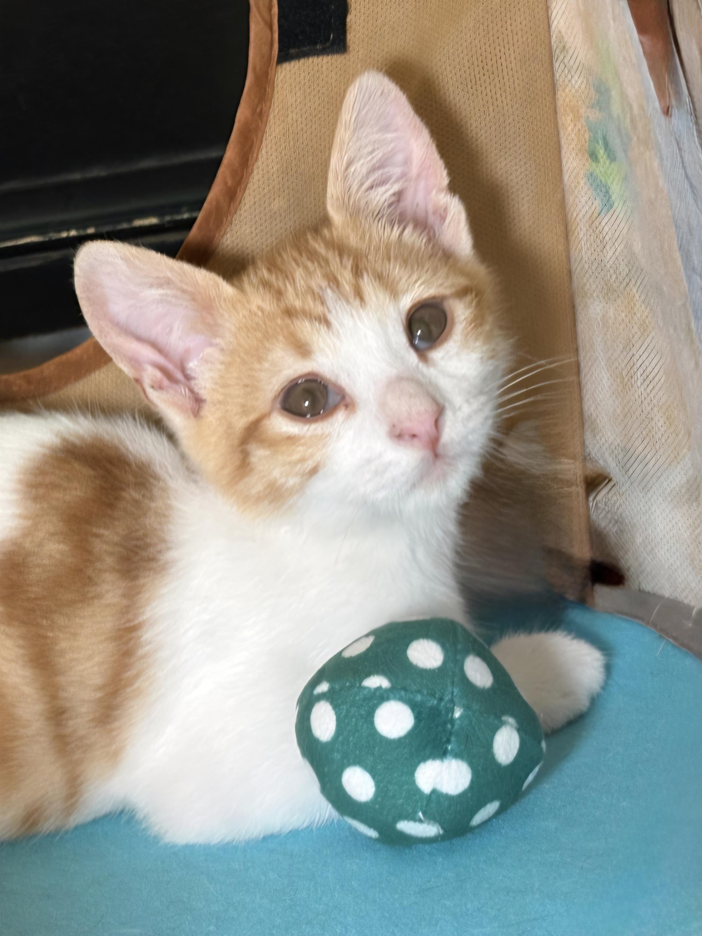 Enlarge Cody, a Adoptable mixed breed in Yorba Linda, CA image 2/6
