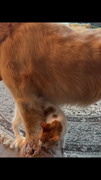 Enlarge Cody, a Adoptable mixed breed in Yorba Linda, CA video 6/6