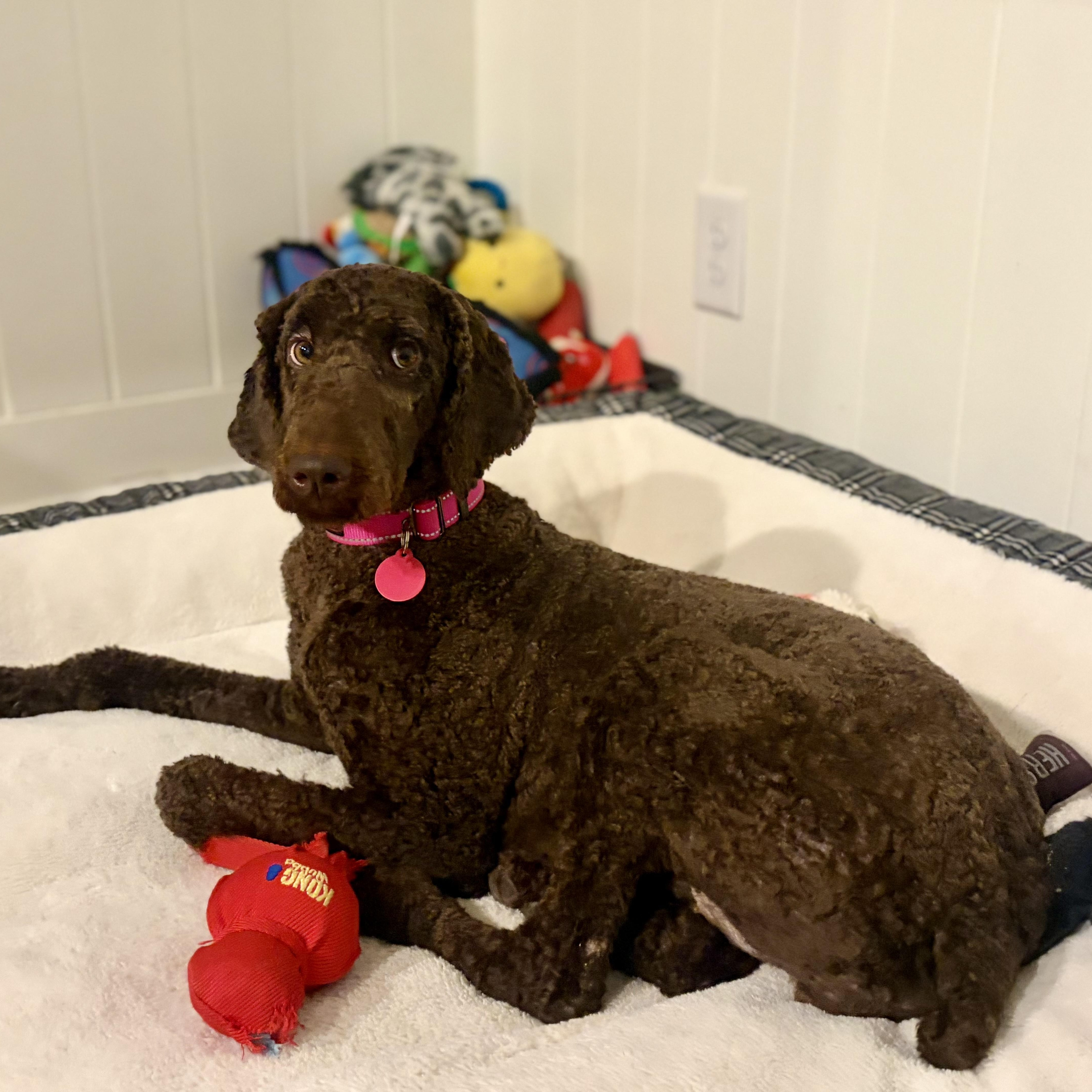 Enlarge Ellie, an adopted Standard Poodle in Greensboro, NC image 4/6