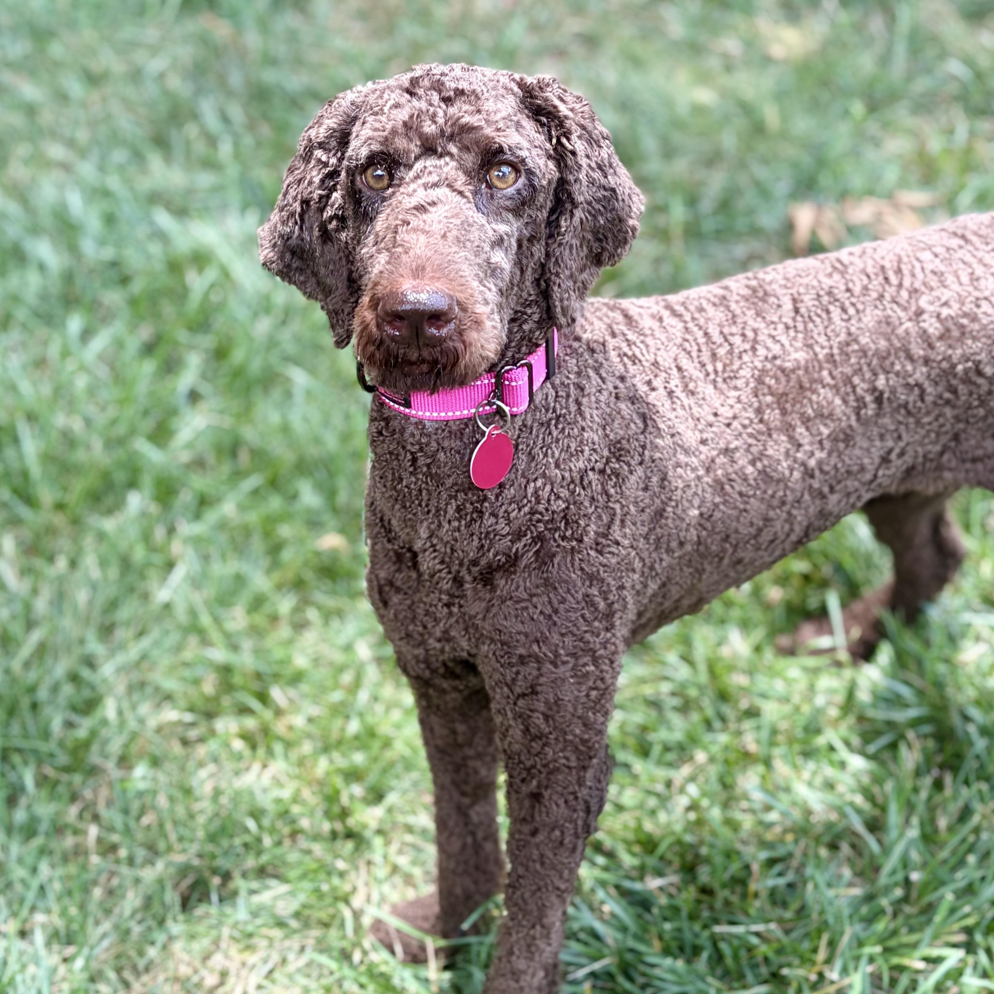Enlarge Ellie, an adopted Standard Poodle in Greensboro, NC image 3/6