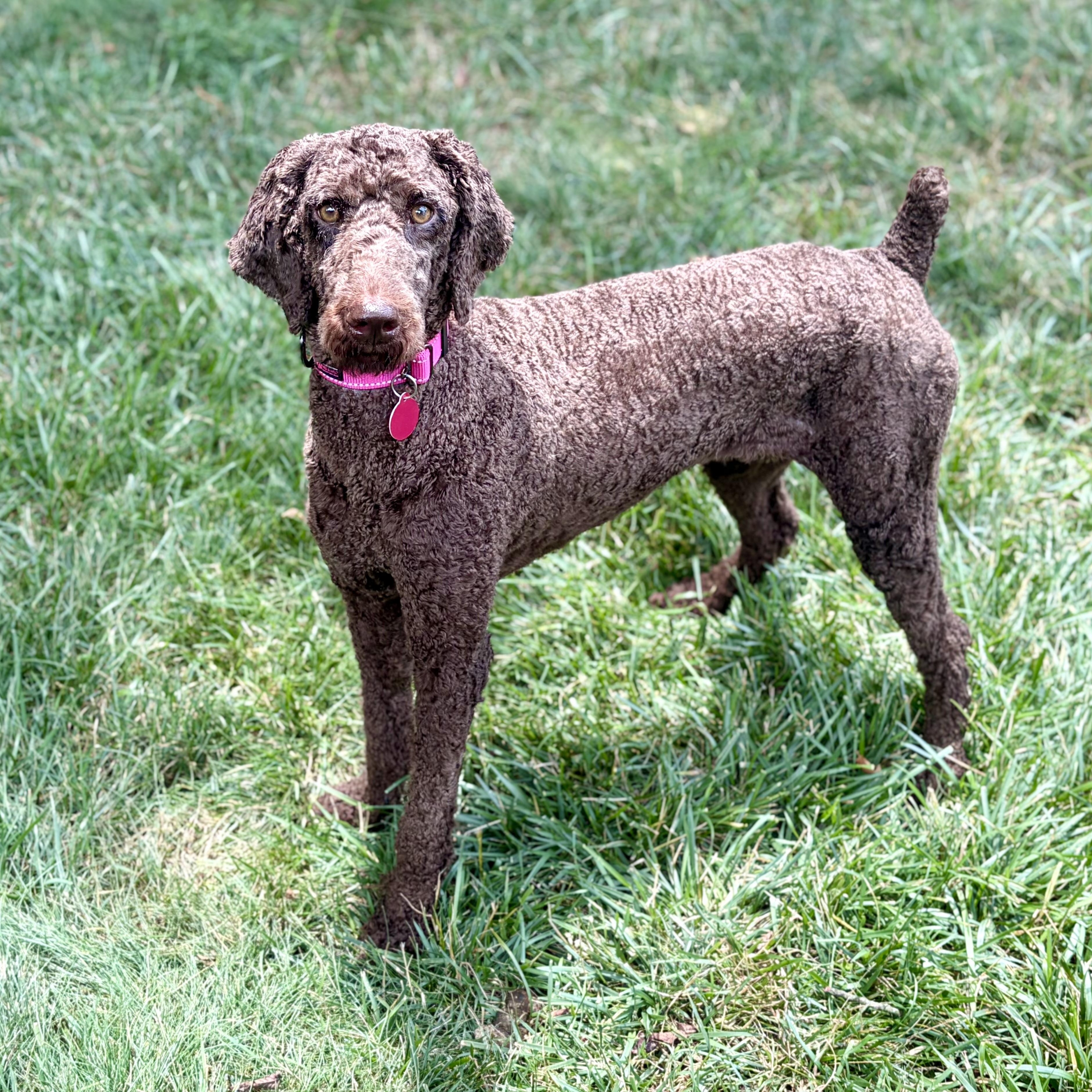 Enlarge Ellie, an adopted Standard Poodle in Greensboro, NC image 2/6