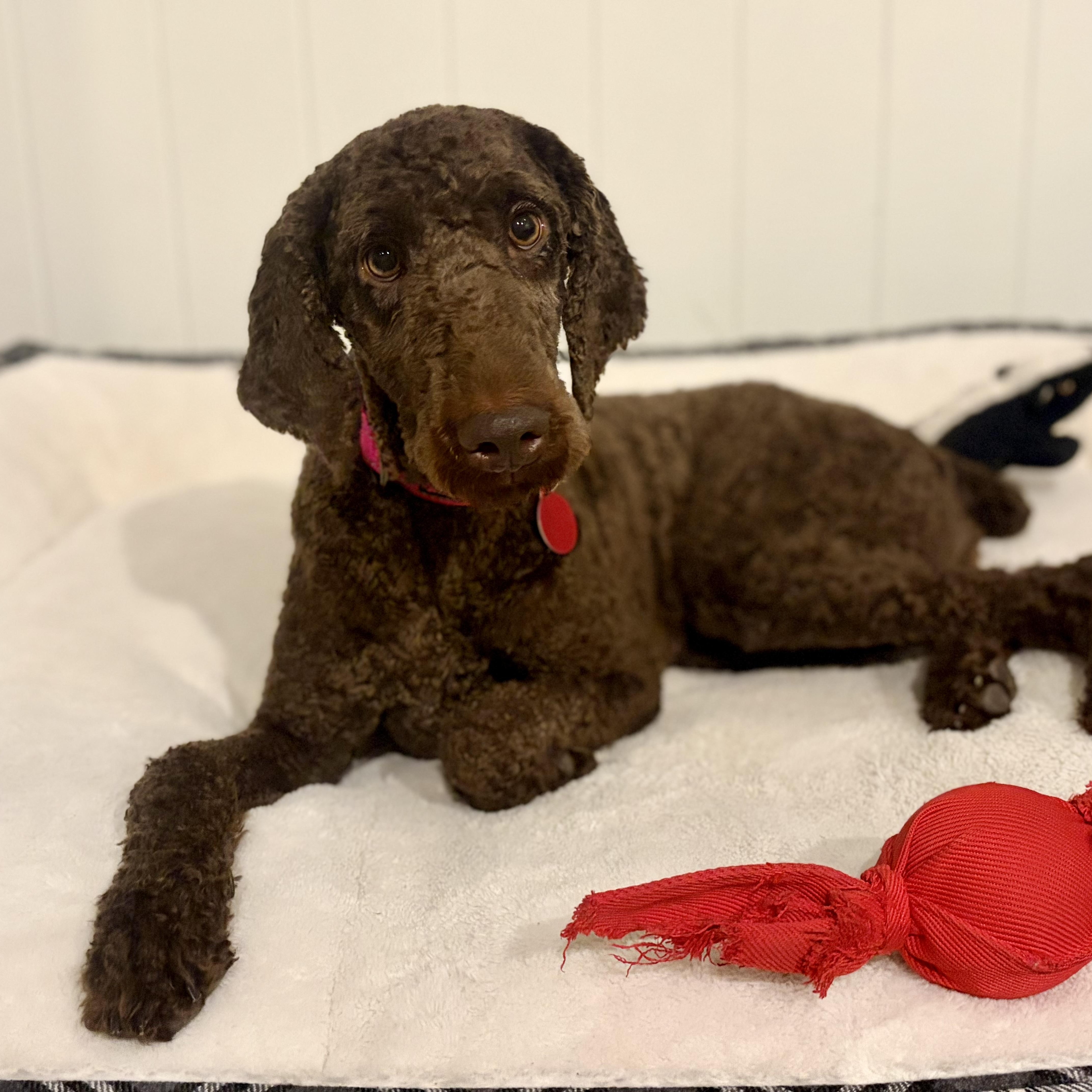Enlarge Ellie, an adopted Standard Poodle in Greensboro, NC image 6/6