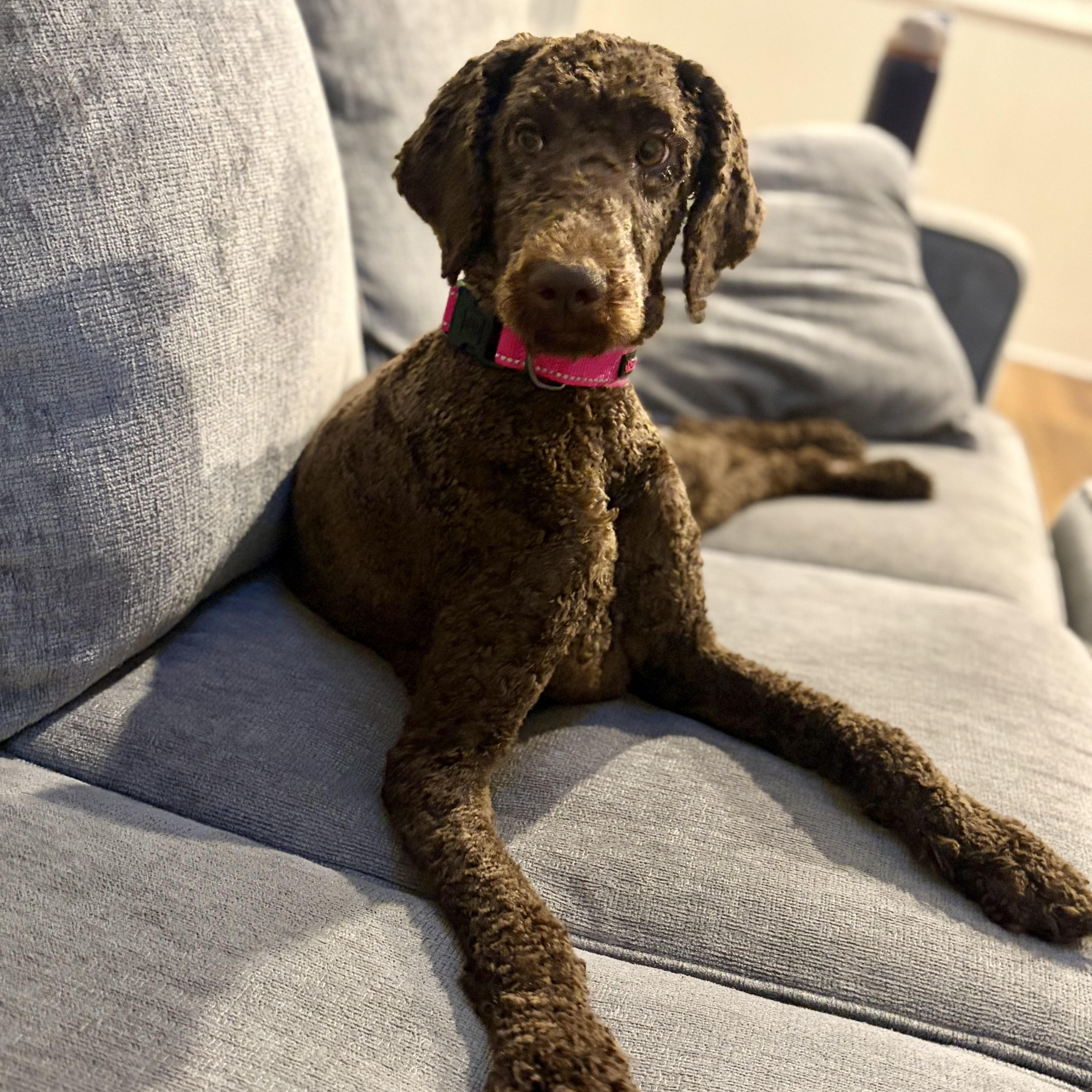Enlarge Ellie, an adopted Standard Poodle in Greensboro, NC image 5/6