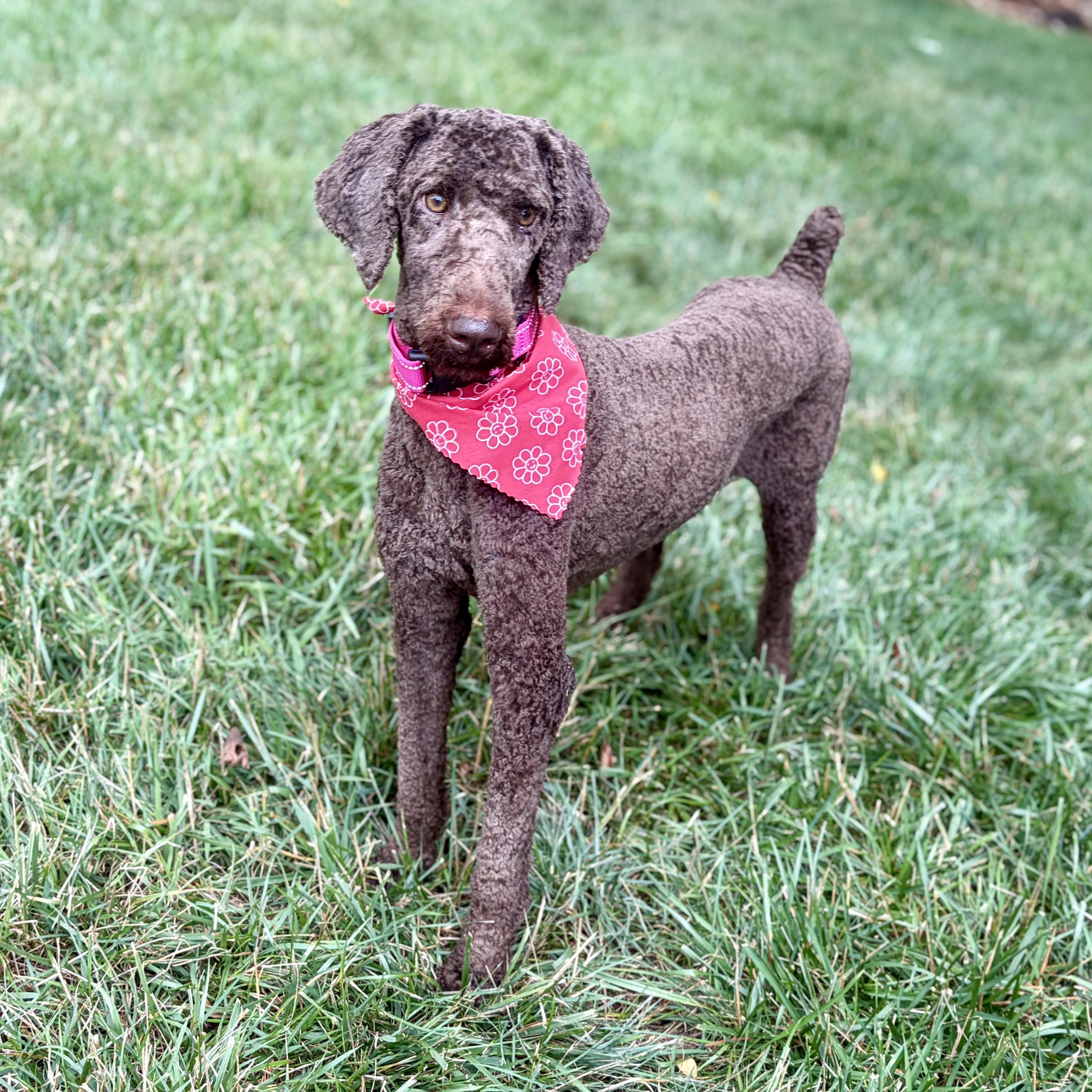 Ellie, adopted, Young Female Standard Poodle.