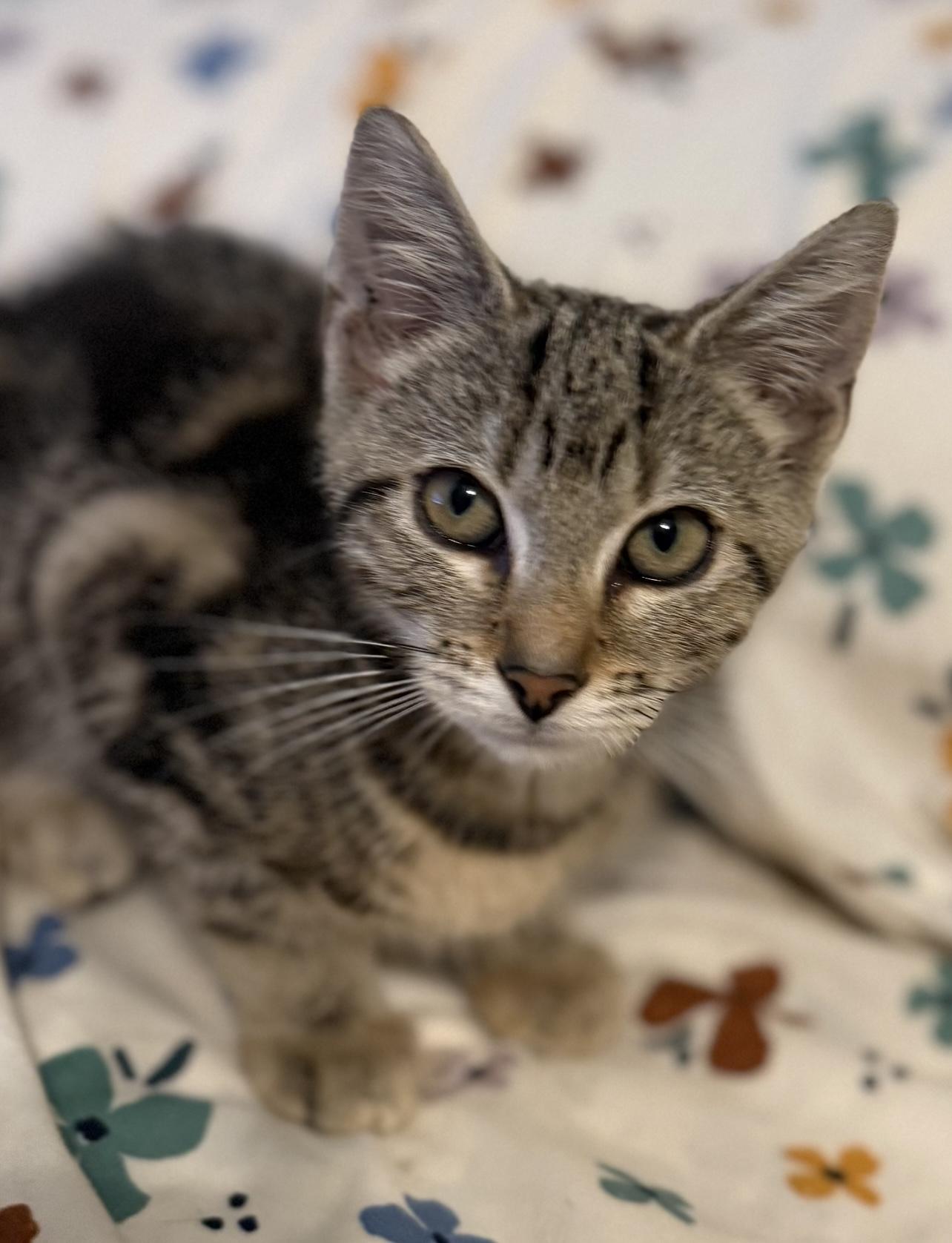 Zilly, a Adoptable Domestic Short Hair in Sequatchie, TN image 2/4