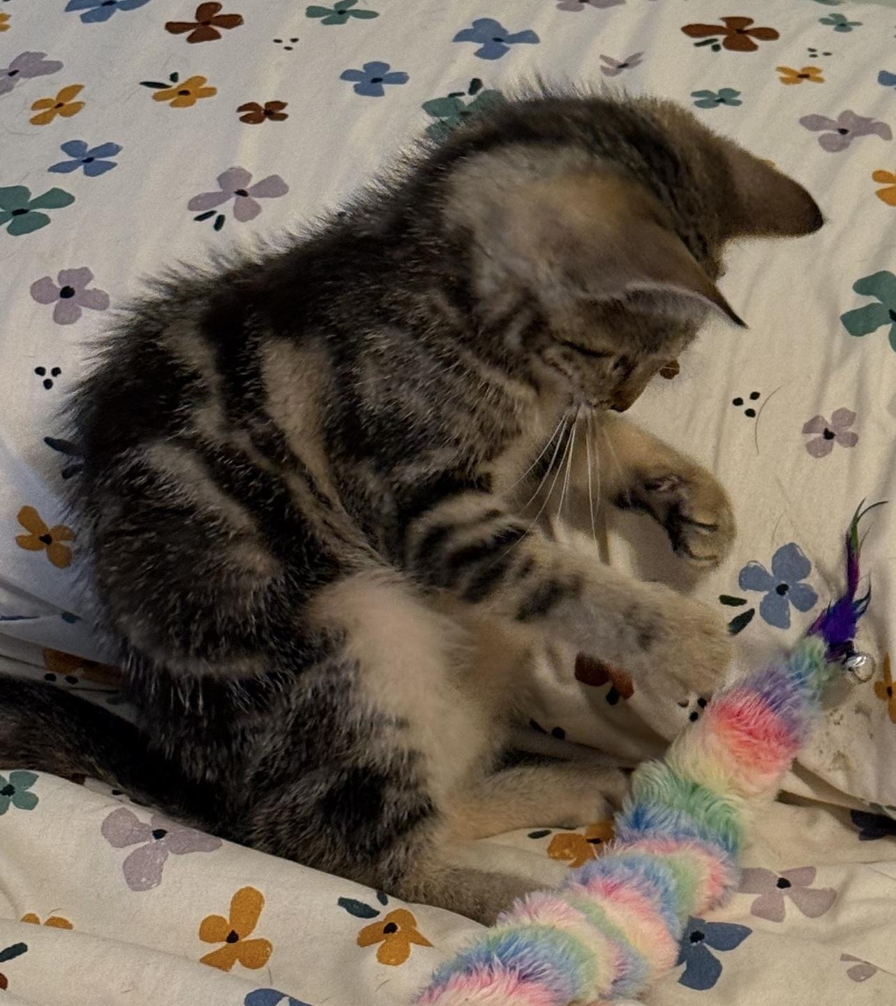 Zilly, a Adoptable Domestic Short Hair in Sequatchie, TN image 3/4