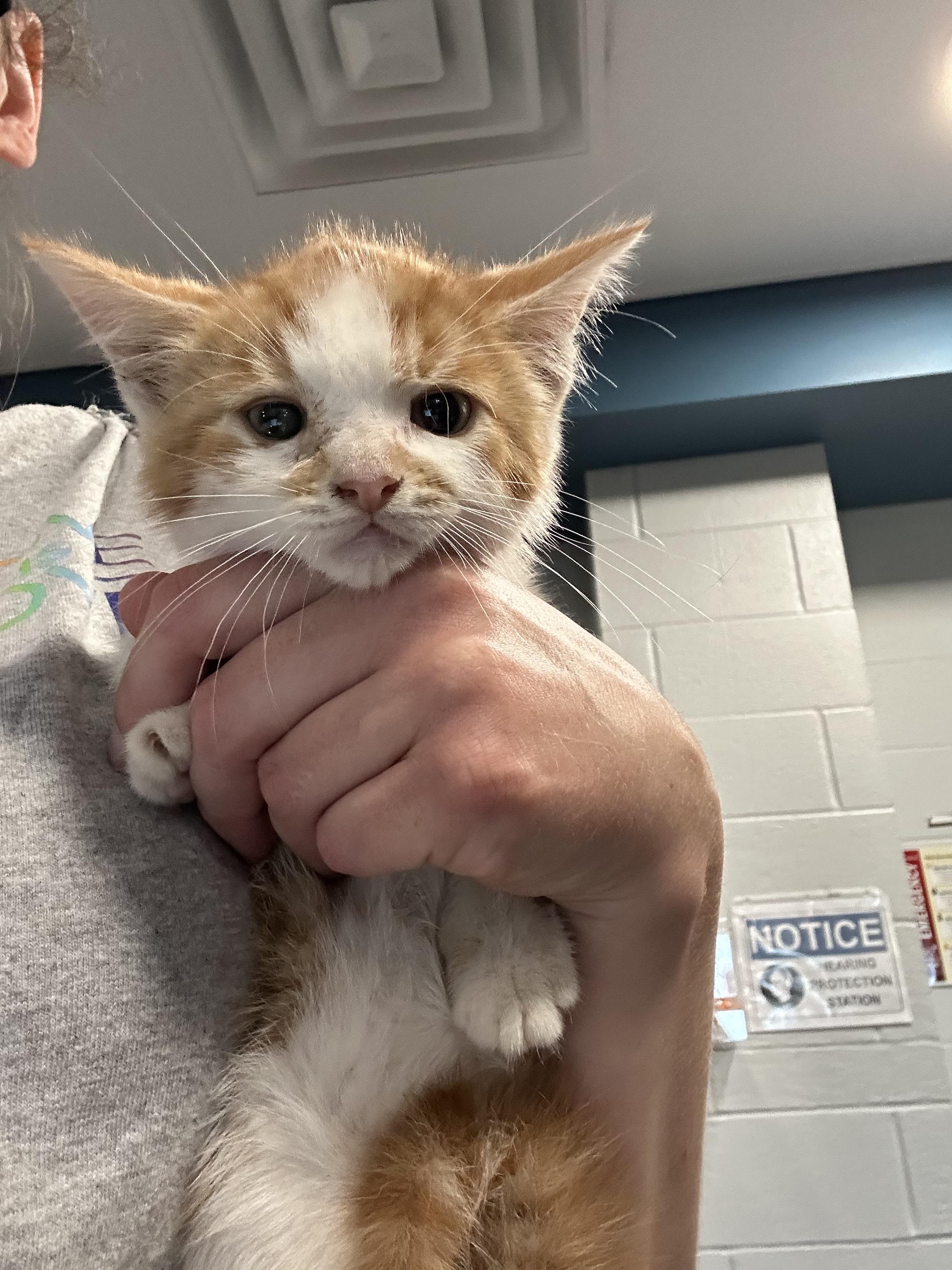DJ Comet, an adopted Domestic Medium Hair in Ontario, NY image 2/2