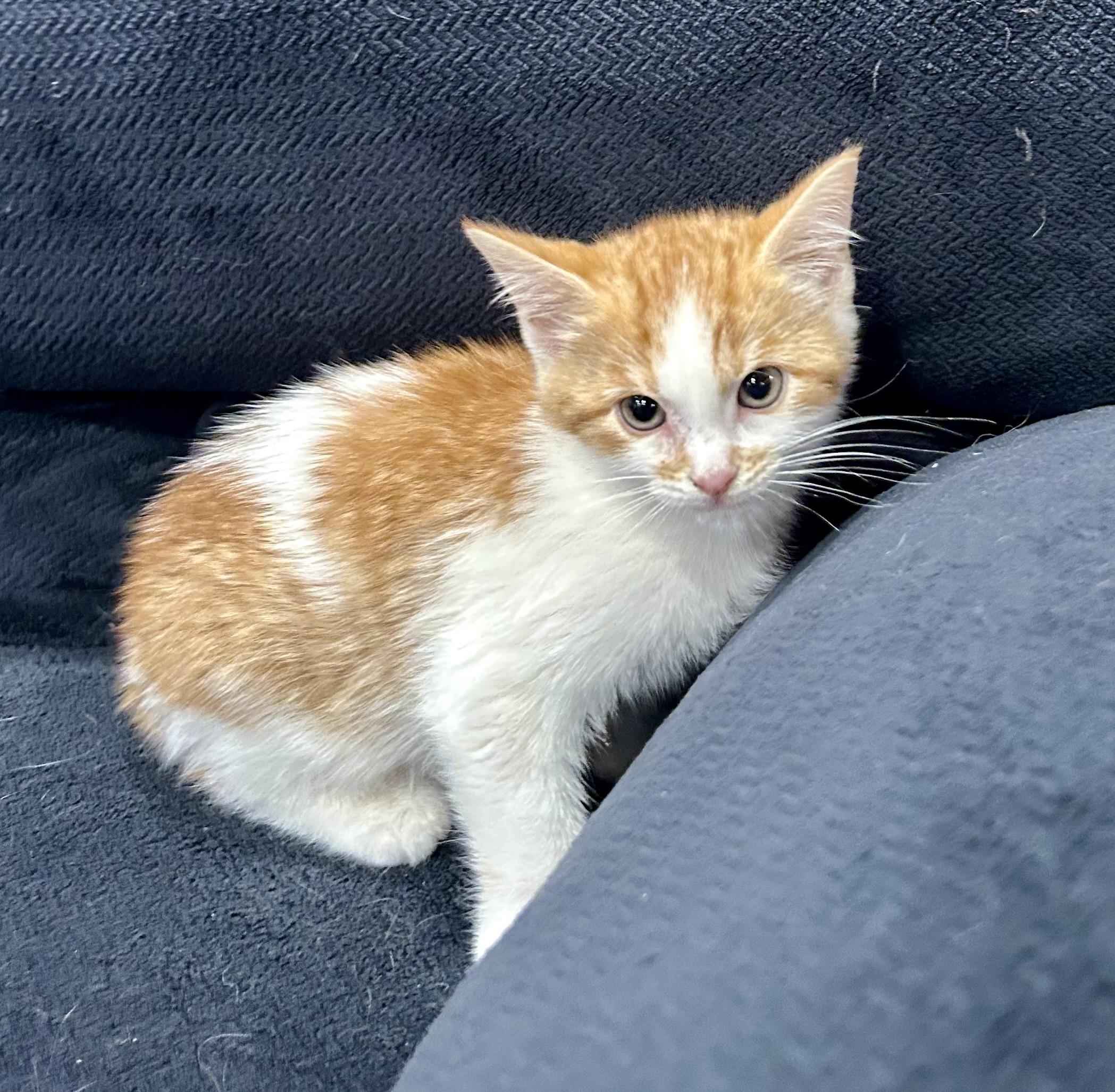 DJ Comet, adopted, Kitten Male Domestic Medium Hair.