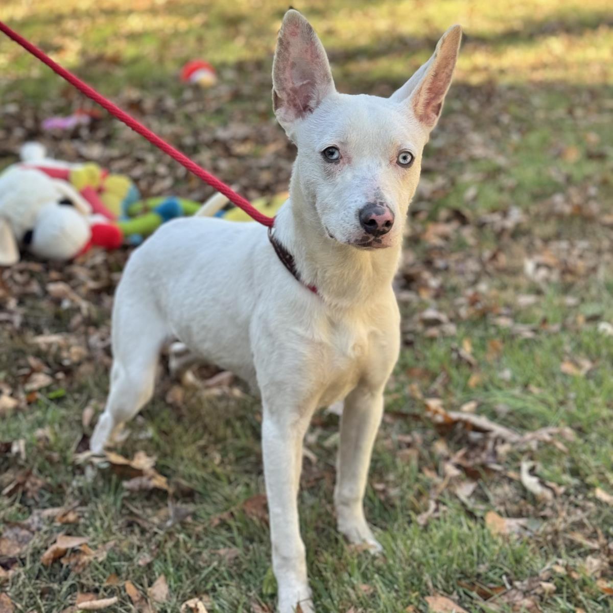 Enlarge Sugar, a Adoptable Terrier in Locust Fork, AL image 1/3