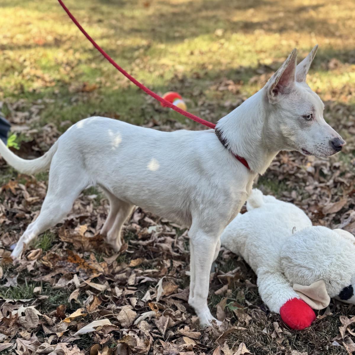 Enlarge Sugar, a Adoptable Terrier in Locust Fork, AL image 2/3