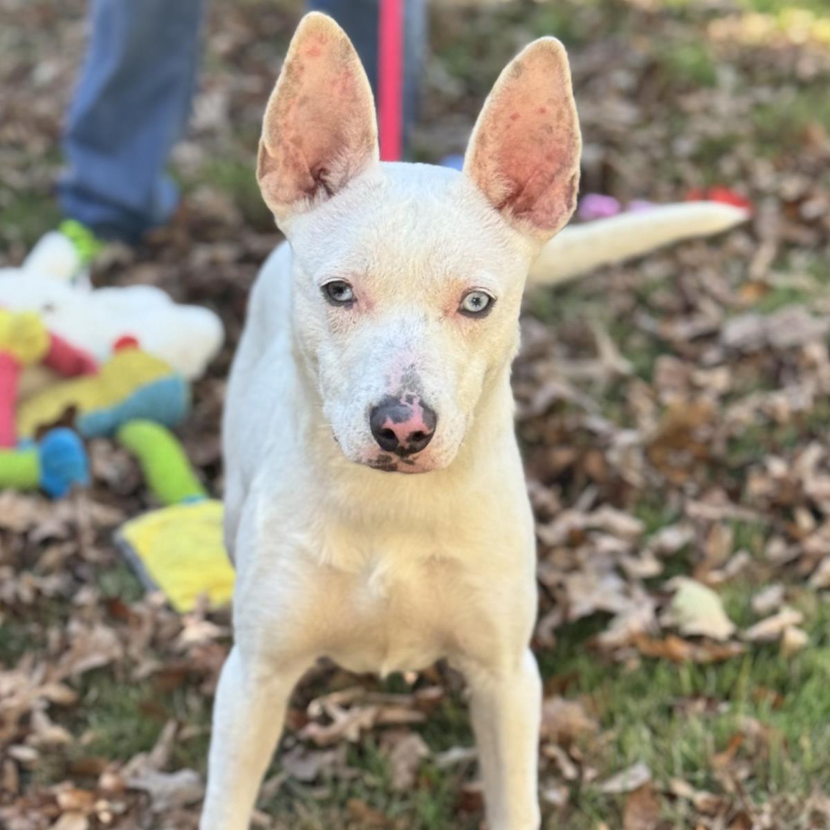 Enlarge Sugar, a Adoptable Terrier in Locust Fork, AL image 3/3