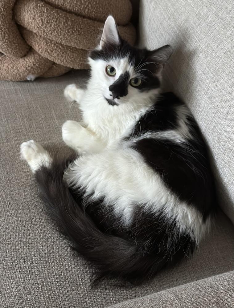 Marguerite SC, Adoptable, Kitten Female Domestic Long Hair.