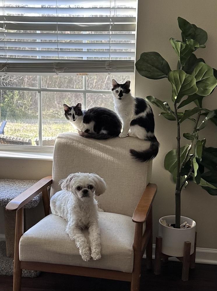 Enlarge Marguerite SC, a Adoptable Domestic Long Hair in Greenville, SC image 2/6