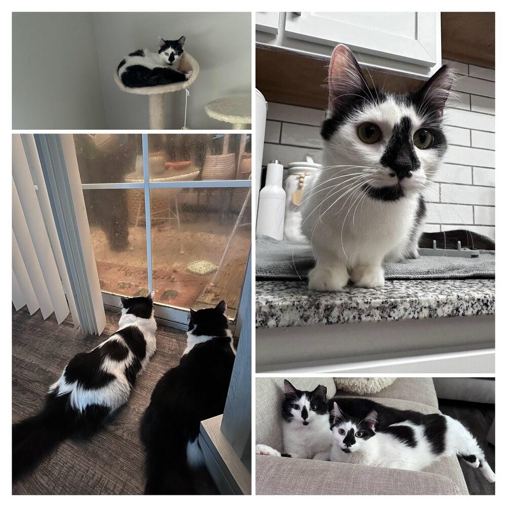 Enlarge Marguerite SC, a Adoptable Domestic Long Hair in Greenville, SC image 4/6