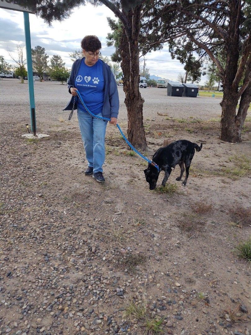 Tessa, Adopted, Adult Female Catahoula Leopard Dog & Australian Cattle Dog / Blue Heeler.