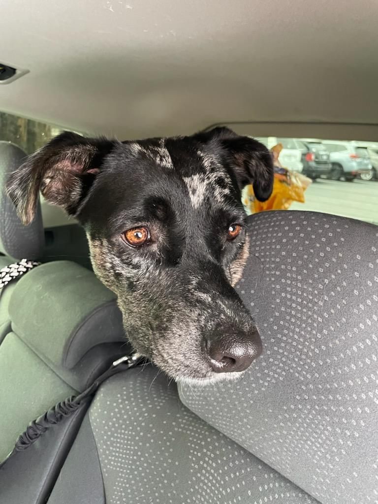 Enlarge Tessa, a Adopted mixed breed in Willits, CA image 2/5