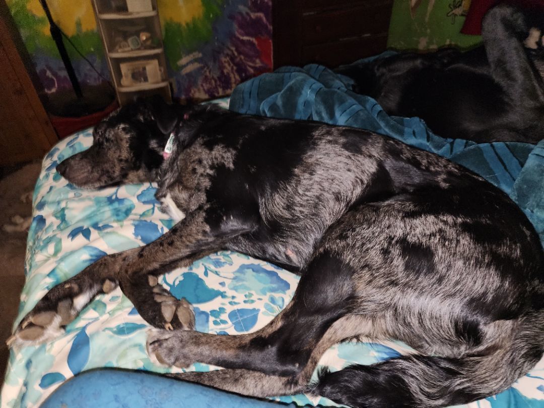 Enlarge Tessa, a Adopted mixed breed in Willits, CA image 3/5