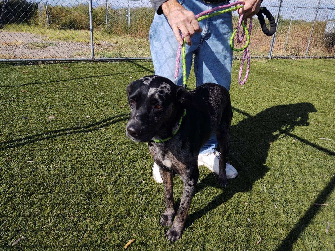 Enlarge Tessa, a Adopted mixed breed in Willits, CA image 4/5