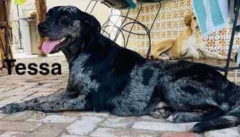 Enlarge Tessa, a Adopted mixed breed in Willits, CA image 5/5