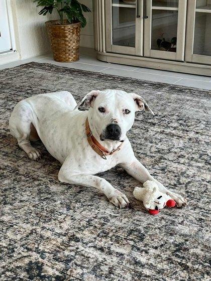 Nena, Adoptable, Adult Female American Bulldog & Labrador Retriever.