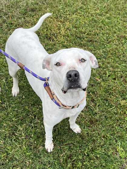 Nena, a Adoptable mixed breed in Inverness, FL image 2/2
