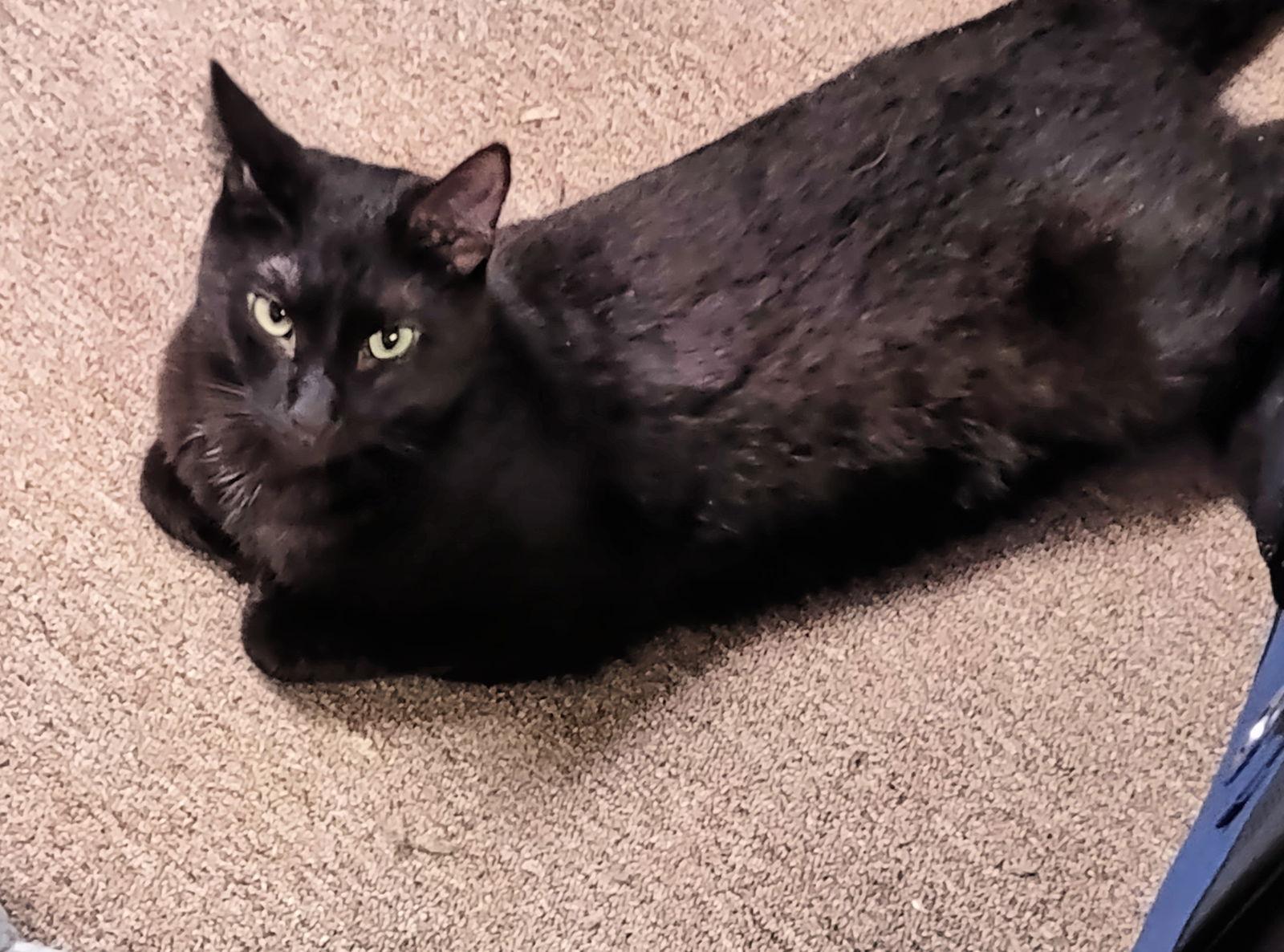 Wolfie, Adoptable, Young Male Bombay & Siamese.