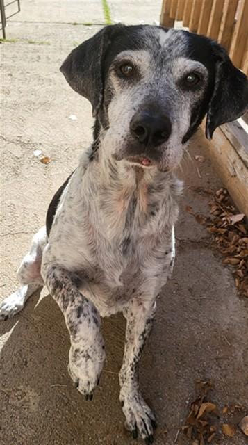 POLLY, Adoptable, Senior Female German Shorthaired Pointer.