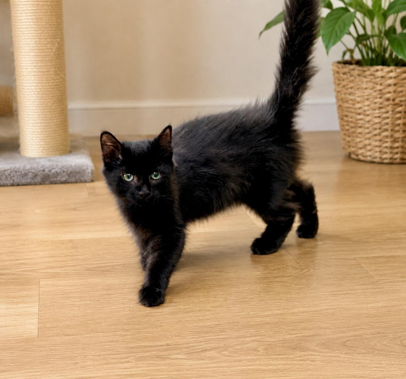 Po, a ADOPTABLE Domestic Medium Hair in Bethel, CT image 6/6