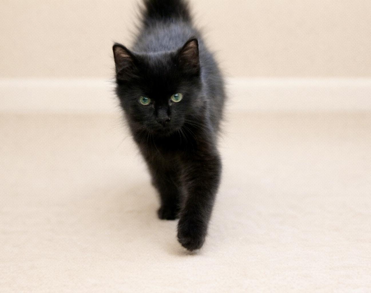 Po, a ADOPTABLE Domestic Medium Hair in Bethel, CT image 2/6