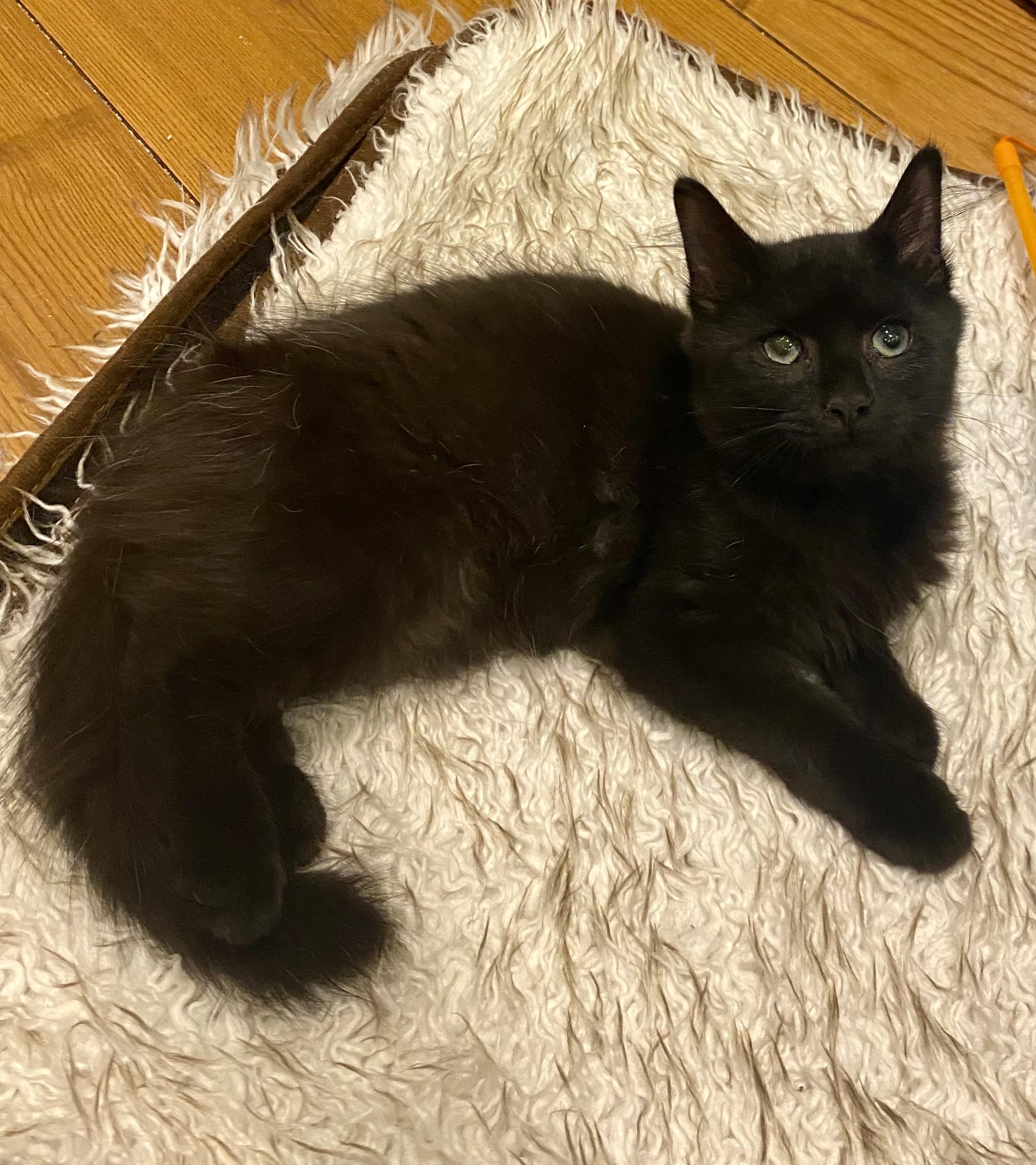 Po, a ADOPTABLE Domestic Medium Hair in Bethel, CT image 5/6