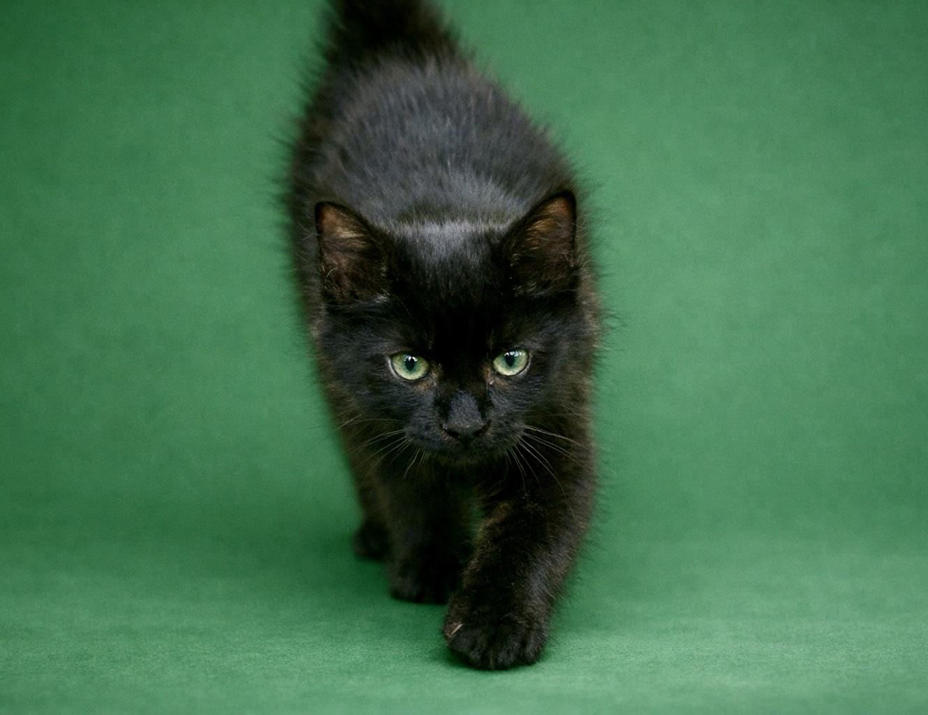 Po, a ADOPTABLE Domestic Medium Hair in Bethel, CT image 3/6
