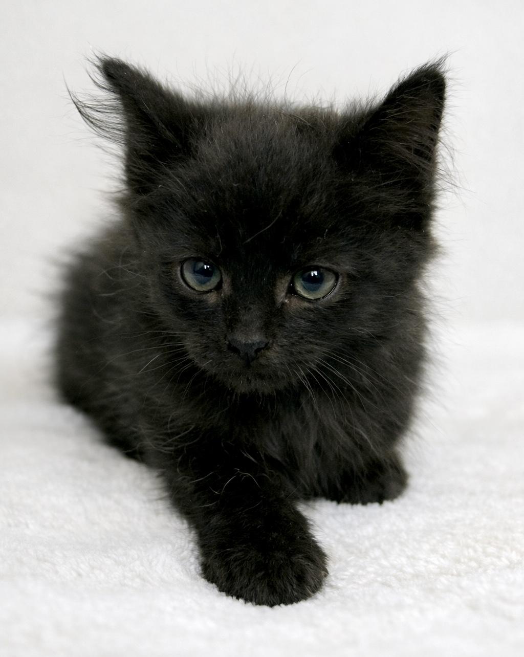Po, a ADOPTABLE Domestic Medium Hair in Bethel, CT image 4/6