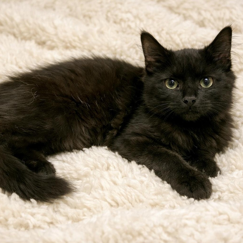 Po, adopted, Kitten Female Domestic Medium Hair.