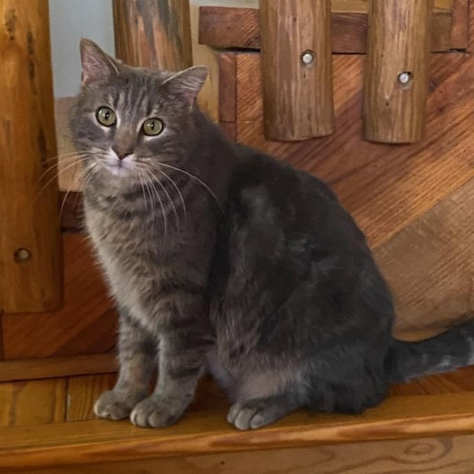 Enlarge Remi, a ADOPTABLE American Shorthair in Beaufort, MO image 2/6