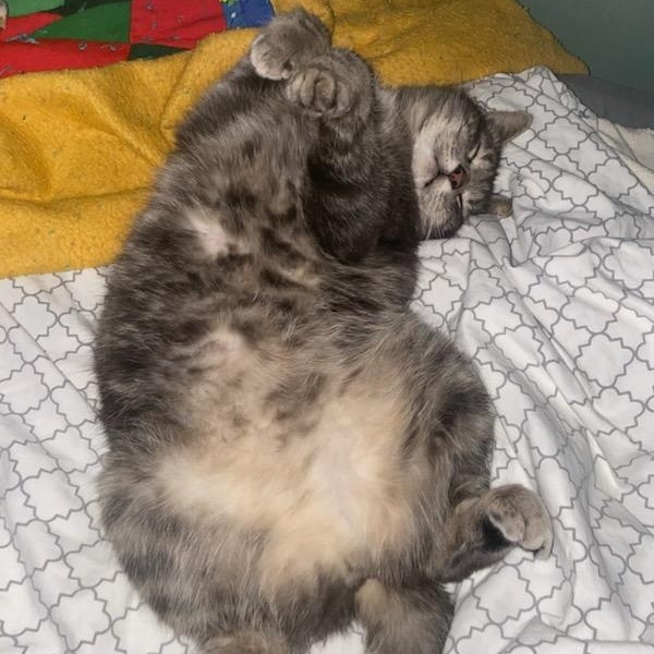 Remi, ADOPTABLE, Adult Male American Shorthair.