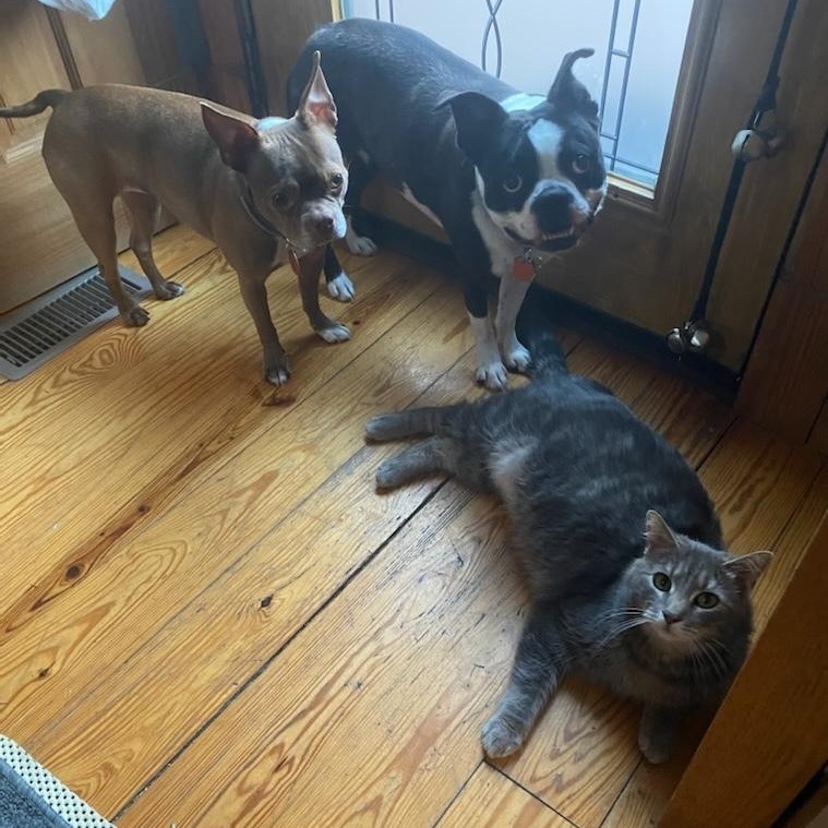 Enlarge Remi, a ADOPTABLE American Shorthair in Beaufort, MO image 5/6