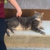 Enlarge Remi, a ADOPTABLE American Shorthair in Beaufort, MO image 3/6