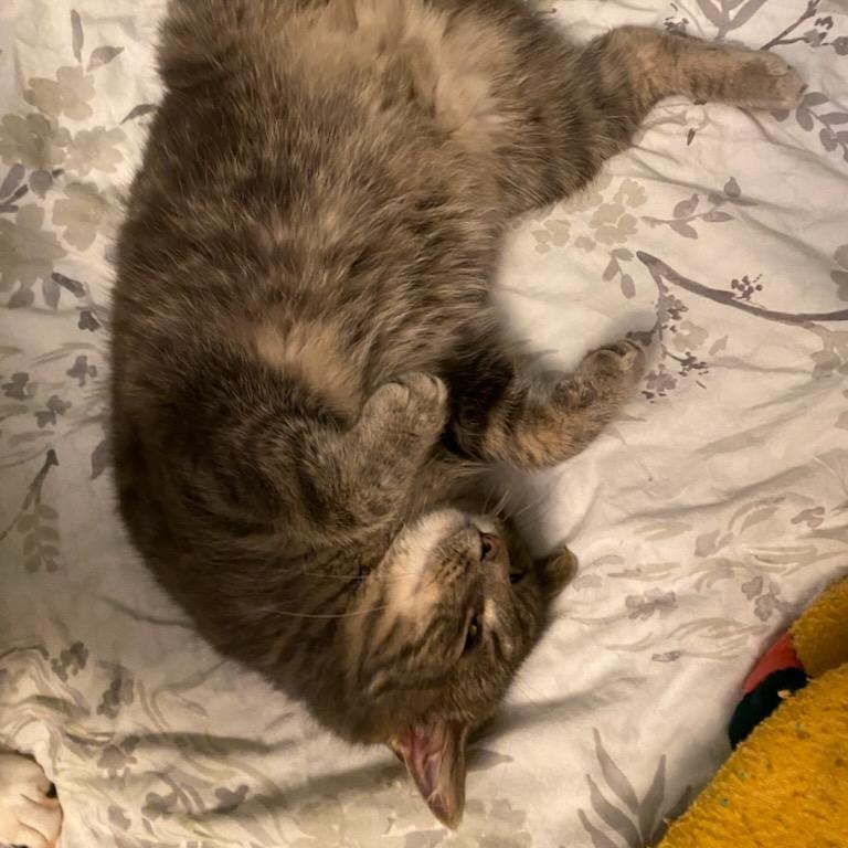 Enlarge Remi, a ADOPTABLE American Shorthair in Beaufort, MO image 4/6